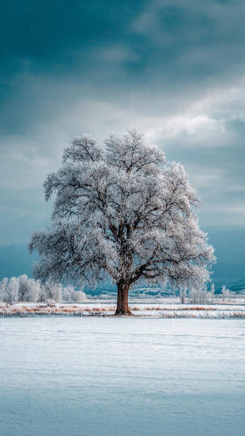 Single snow covered tree stands alone above a snowy field